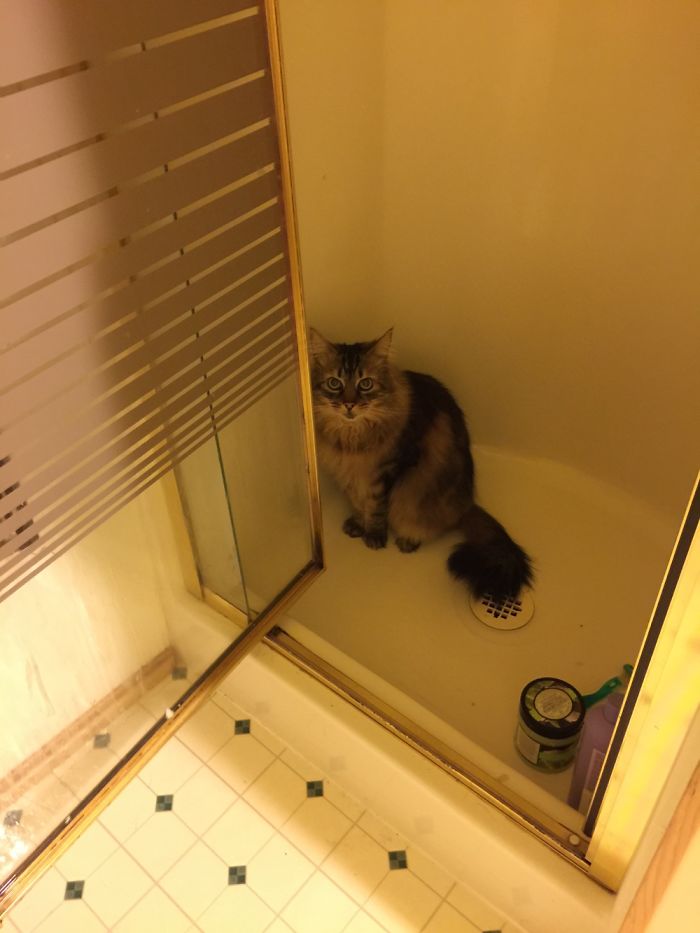 Monk Is A Maine Coon Cat Who Loves To Play With Water. Or In Showers.