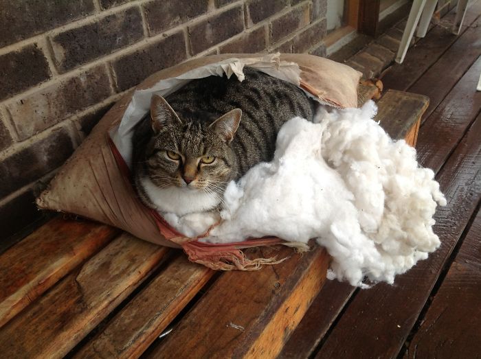 "What Do You Mean... I'm Supposed To Sleep On The Cushion?" Miki Customises...