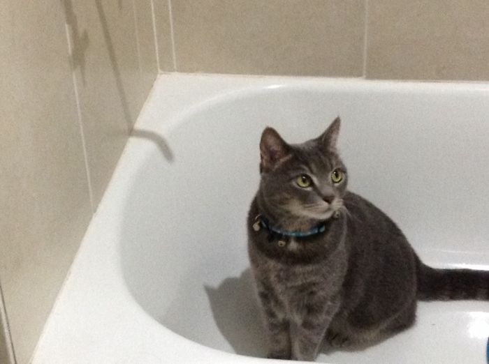 Walked In To The Bathroom And My Cat Koudos Was Taking A Bath Like That Is Totally Weird