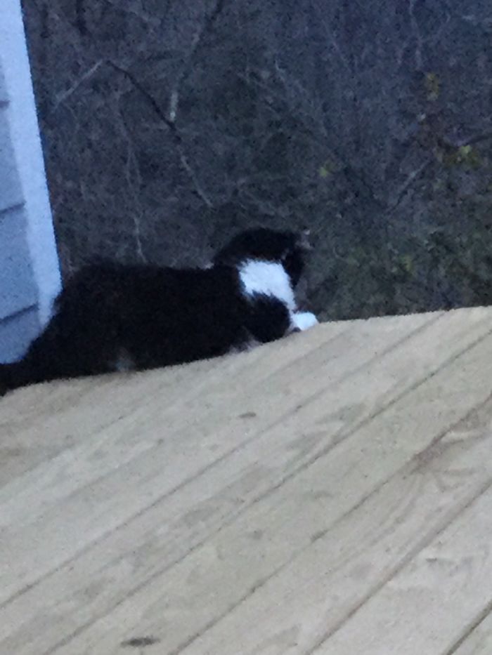 She Almost To The Edge Of The Deck 😼