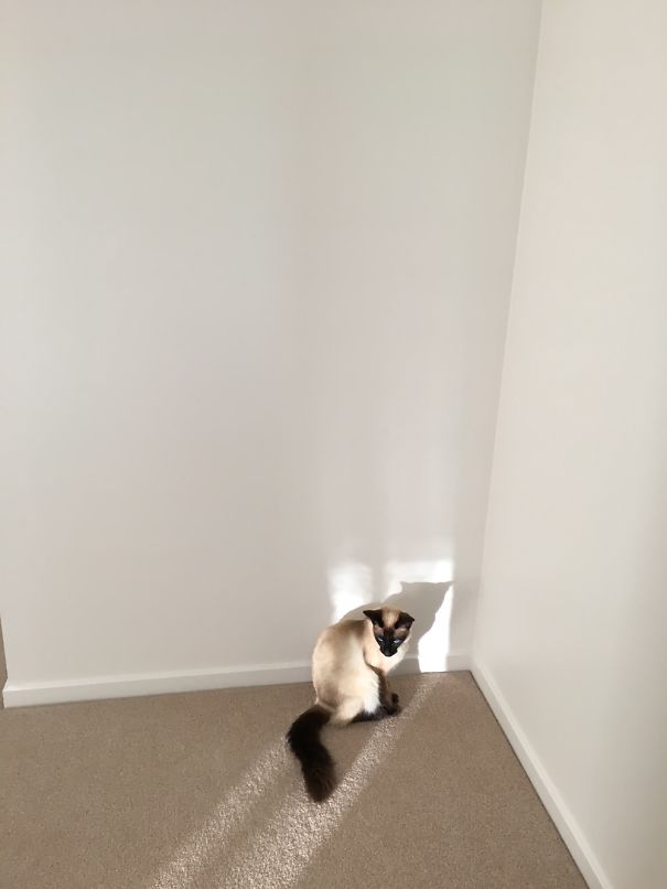 Lavender Found The Sun. She Refused To Share.