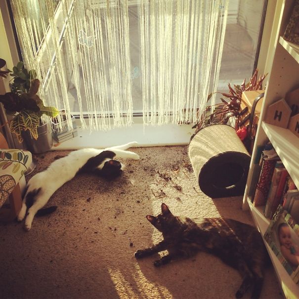 We Took Down The Plant Enemies...now It's Time To Bask In The Sun!