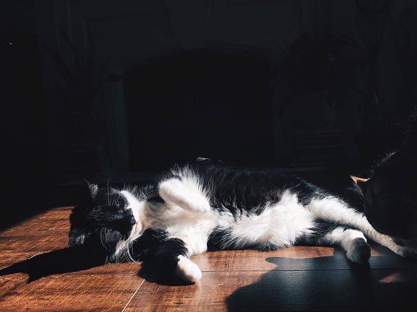 Enjoying The Sun Seconds Before My Other Car Fought Him For The Sun Spot.
