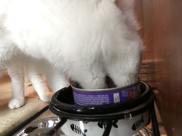 This Cat Eating Cuz He Doesn't Give A Shit About Sun And Only Cares About Food Like Me