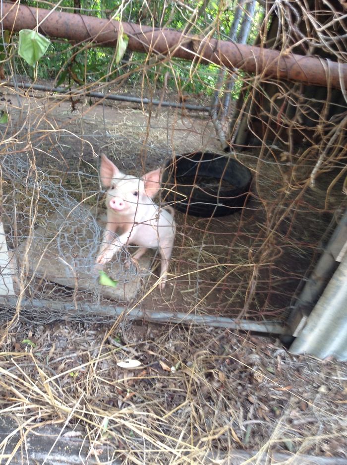 My Little Piggy Can't Wait Till Its Bigger