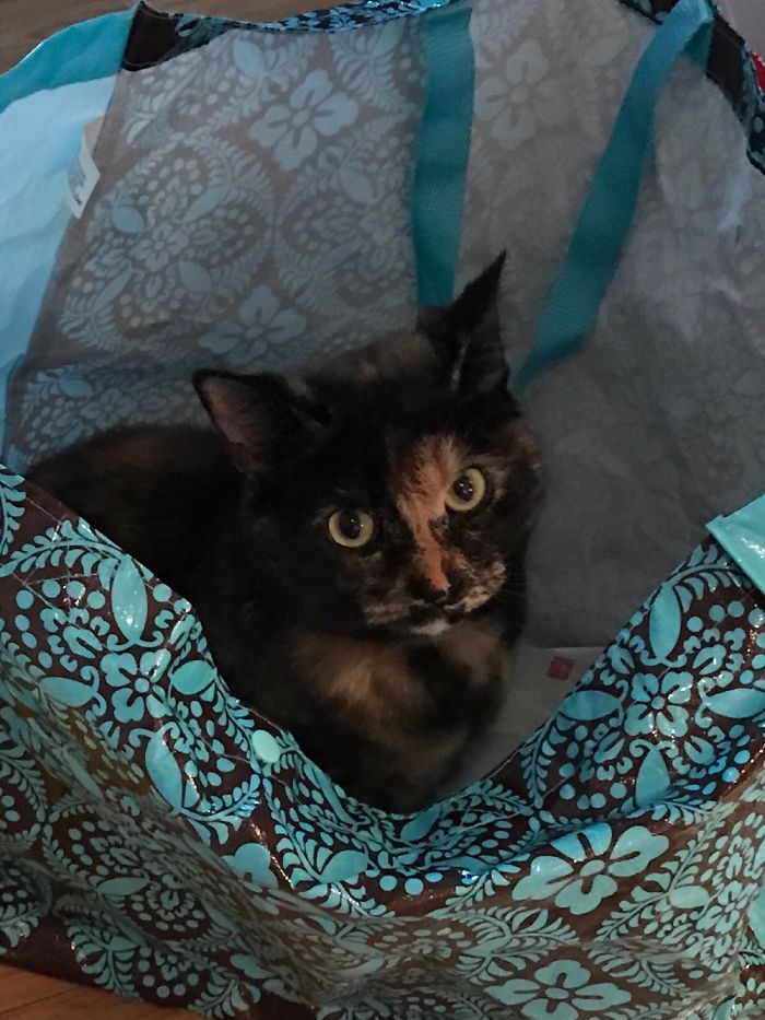 Michelle Pfeiffer In A Bag (yes That's Really Her Name)