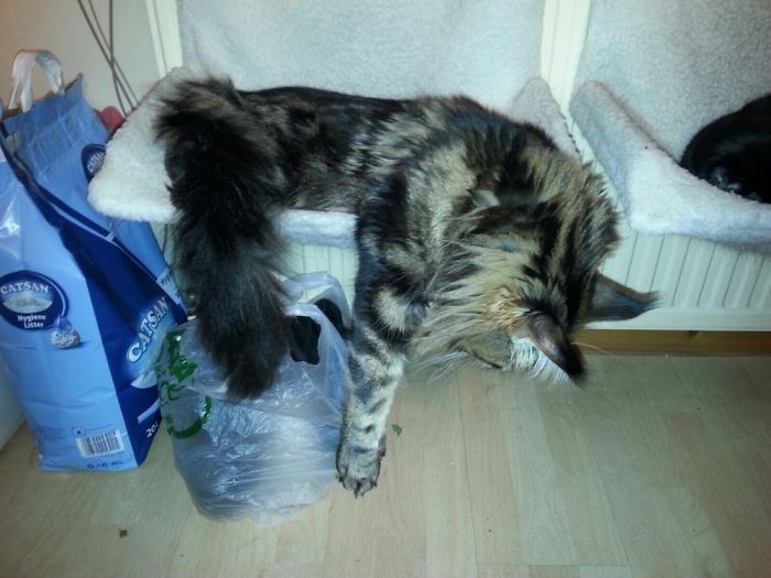 Failing To Accept He's Outgrown His Adult Cat Bed