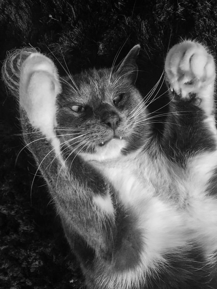 My Cat Malfunctioned