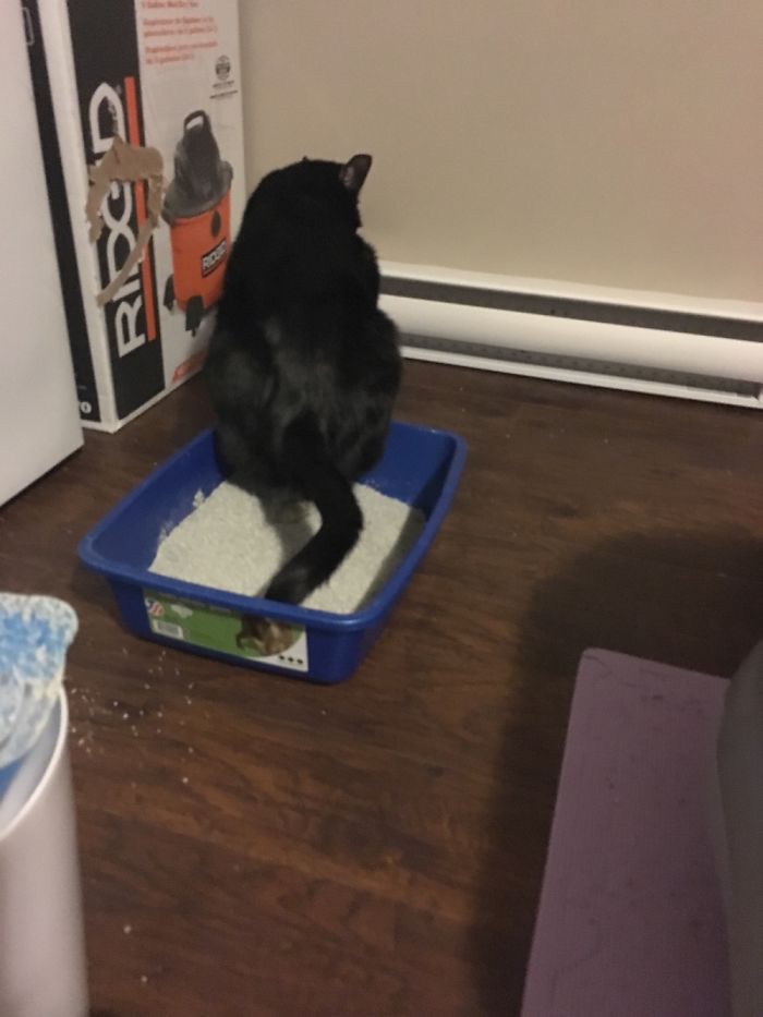 My Cat Always Does This..