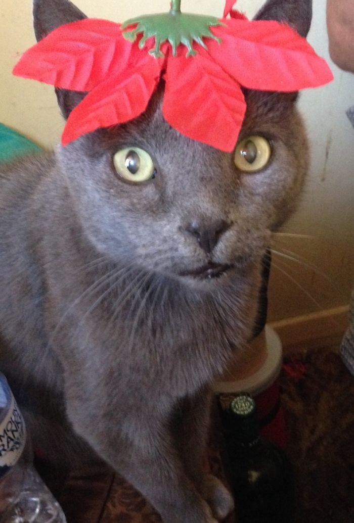 Nicholas Will Do Anything For Food!