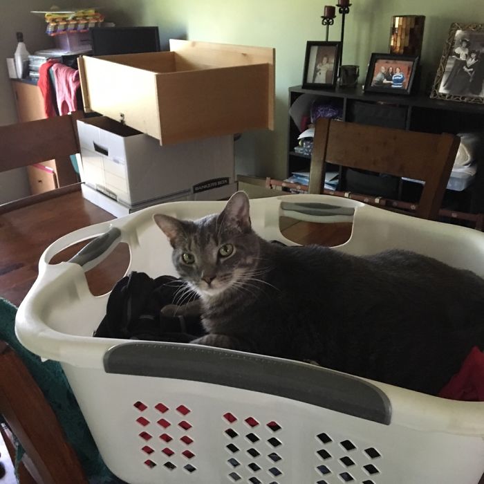 Cat Loves Laundry