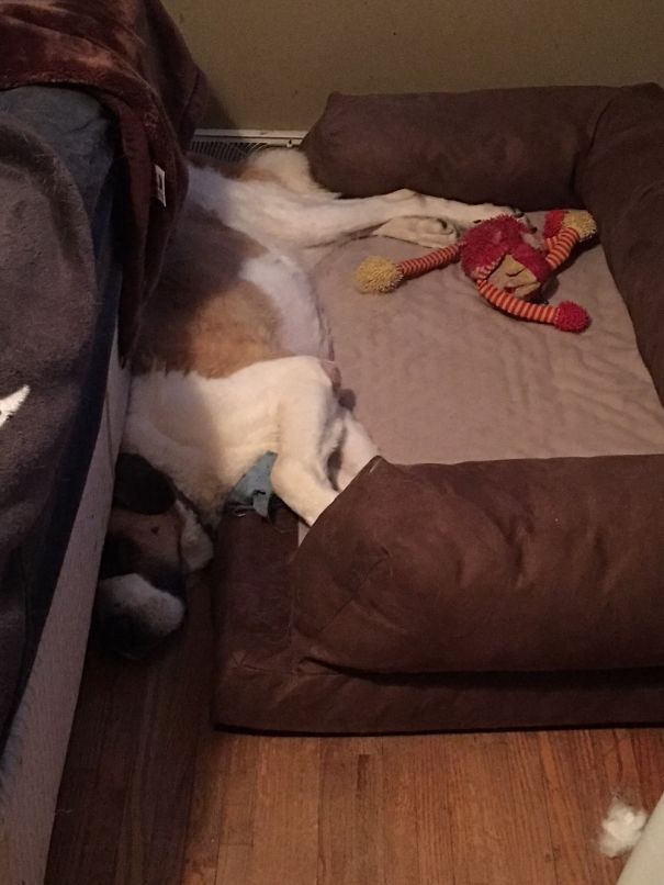 You're Doing It Wrong Doggo