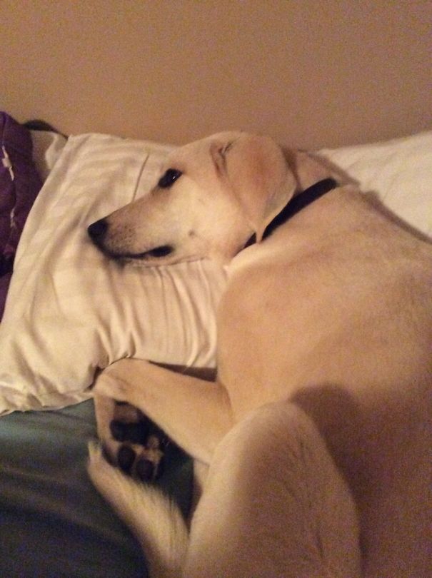 He Thinks He Is A Human