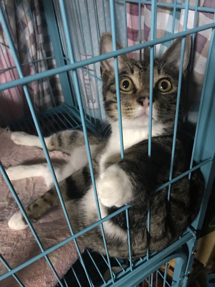 My Cat Is Laying Down Like The Boss He Is