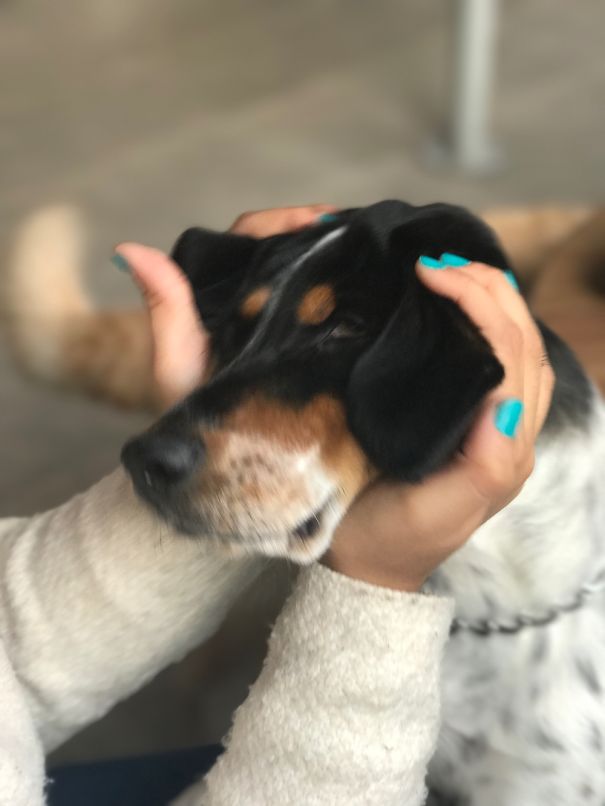 My Dog Trying To Avoid The Kisses