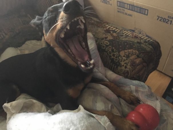 Reaper Taking A Big Yawn