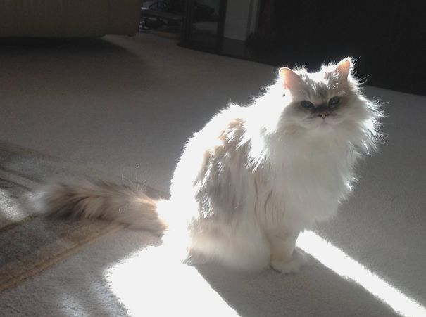 Snowball Sun Silhouette