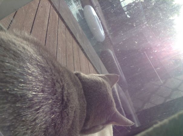 My Cat Koudos Was Sleeping And The She Rolled Under The Blind To Get To The Sun☀️