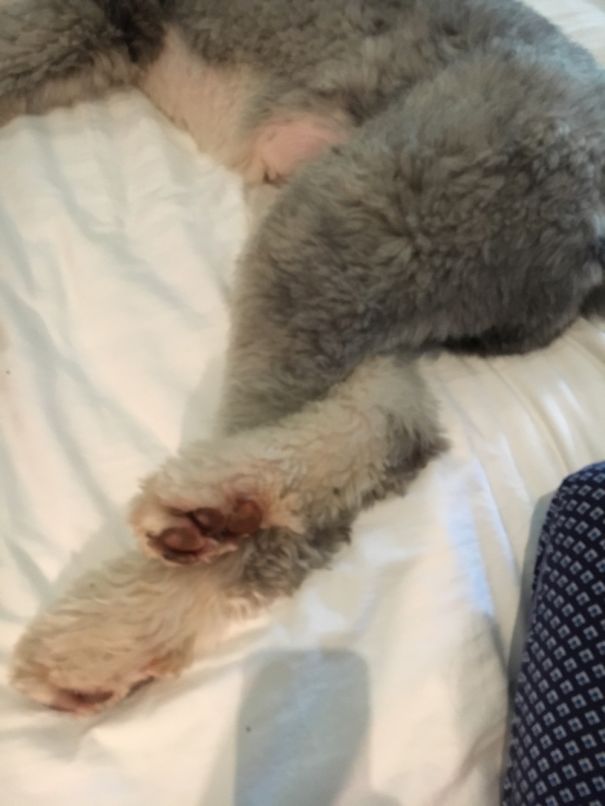 I Was Messing With His Foot And He Put His Legs Like This.