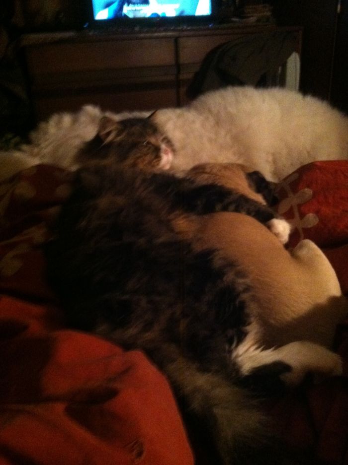 One Would Think They're Best Buds, But When They're Awake They Pretty Much Ignore Each Other.