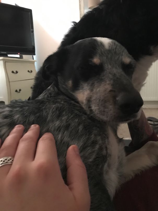 My Dog Murphy Smiles Iike This Every Morning