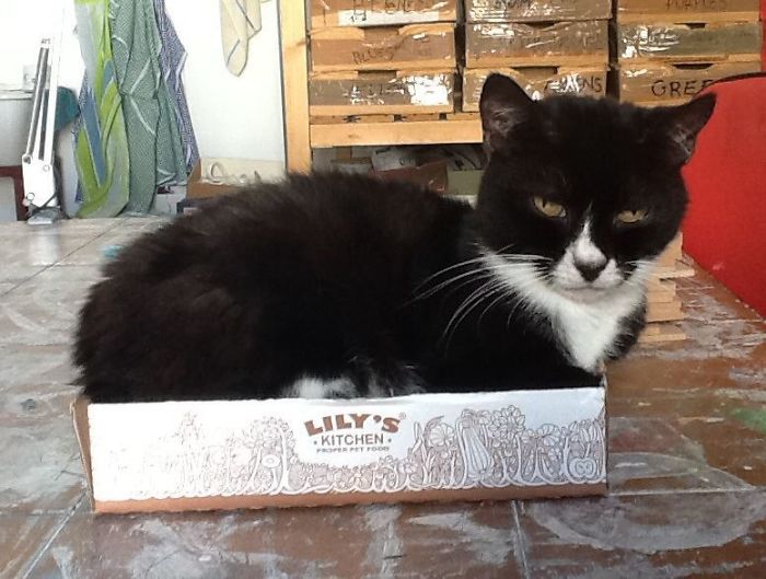 Box Cats ; The Smaller The Box ,the More They Love To Squeeze Into It !