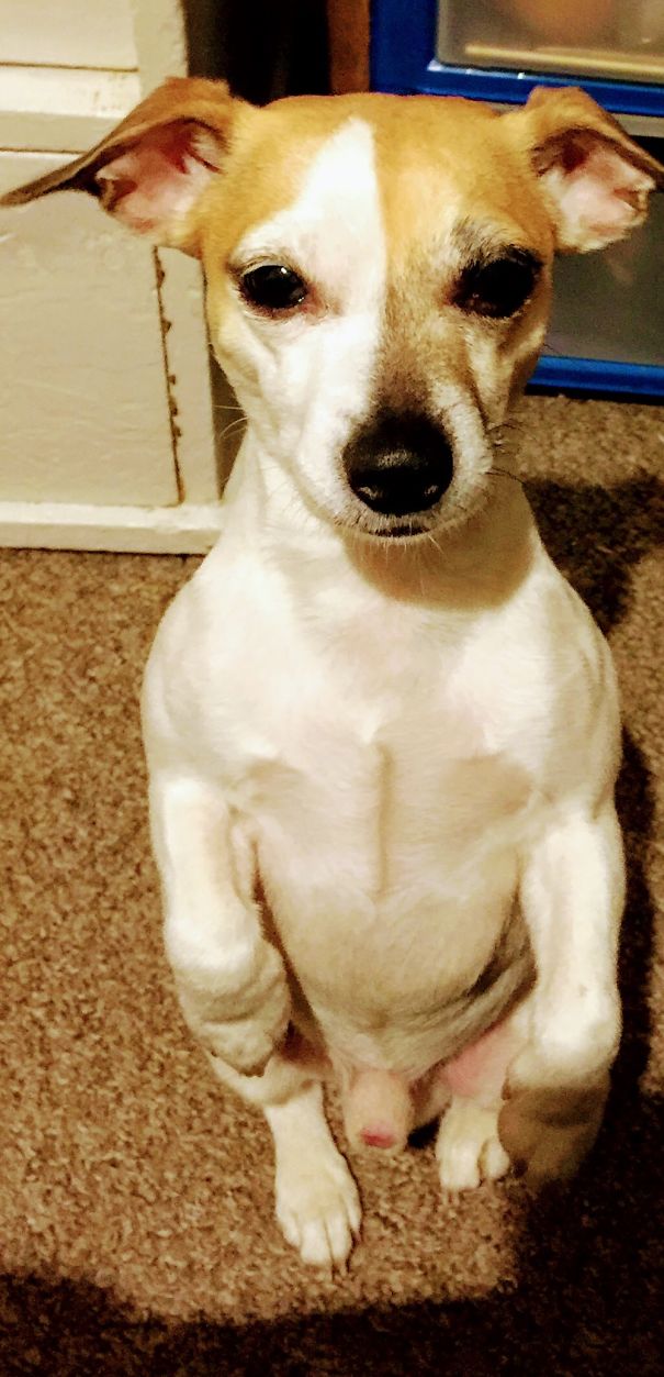 Monty Loves Sitting Like This And Staring At You!