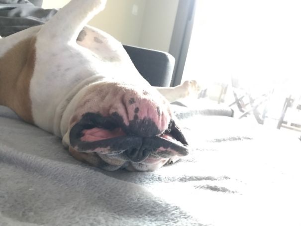 My Bulldog's Daily Nap Position 🤣🐶
