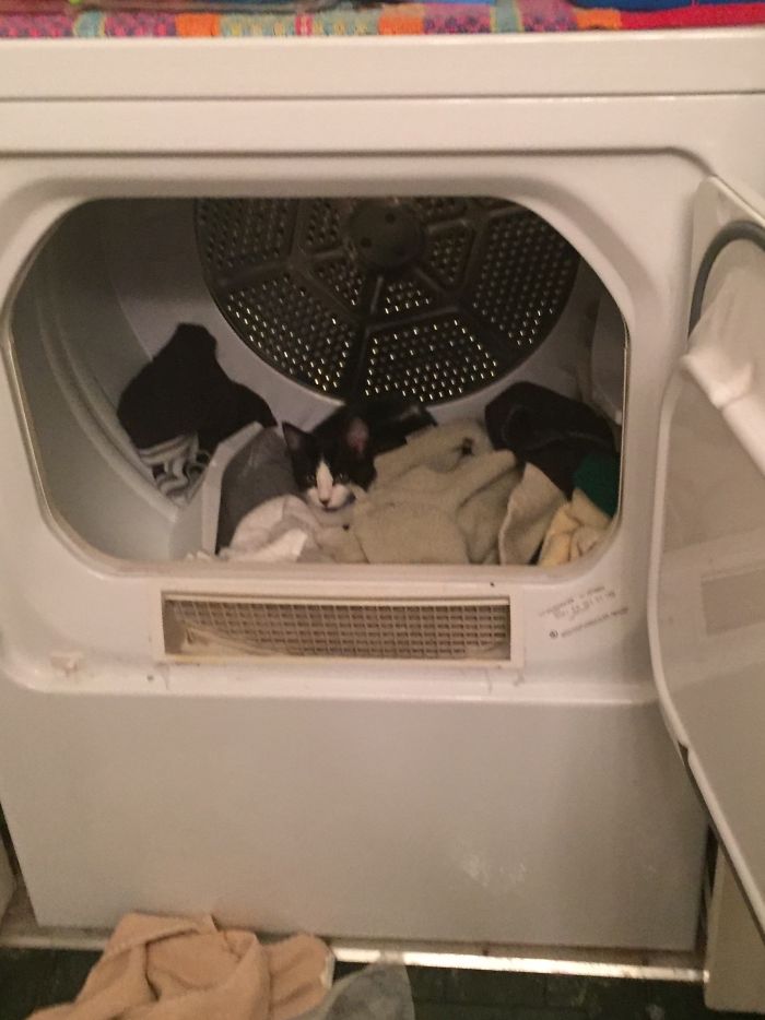 This Is Where My Cat Likes To Sleep