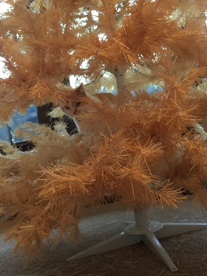 At Christmas Time My Cat Climbs Our Christmas Tree