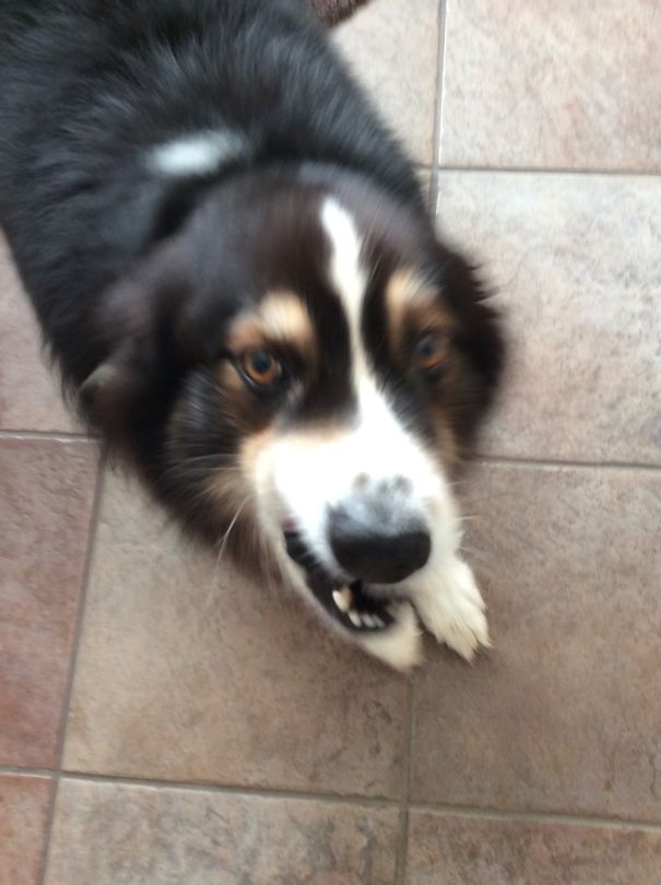 "give Me Dinnerrrrrr!!!!!!"