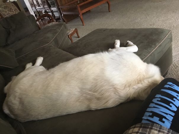 Whenever She Is Too Tired To Handle Life, She Does This. Such A Hard Life. Same, Doggo. Same.