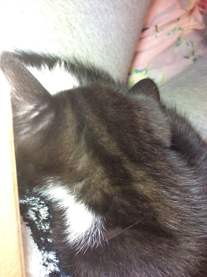 My Kitten Sits On Me So That I Can't Move.... Everytime I Move Her She Sits Back On Me🐱