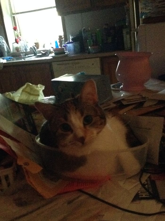 She Sleeps In A Microwave Food Cover