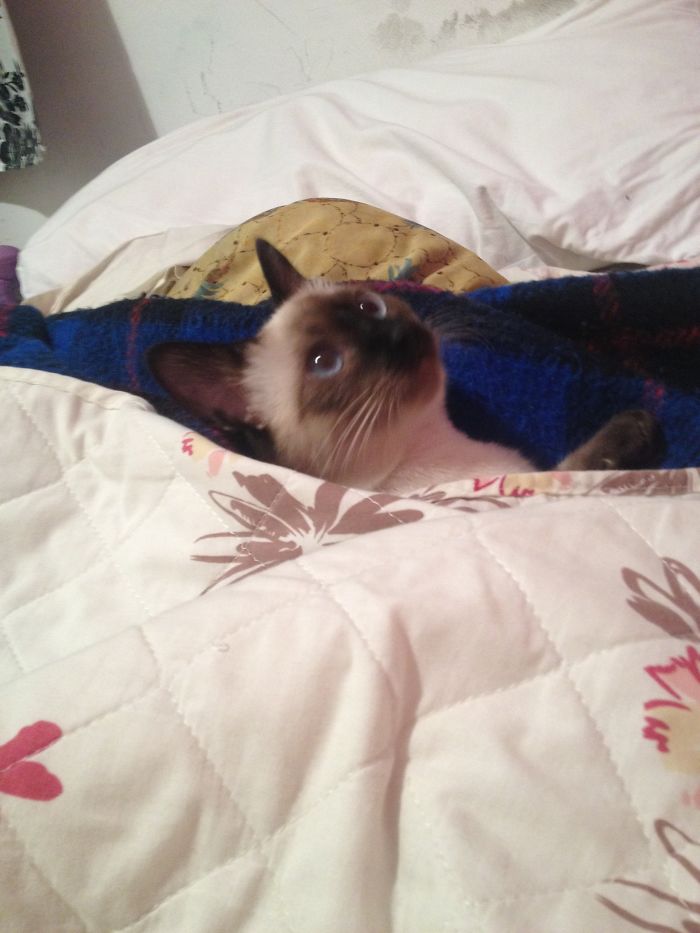 This Is My Cat W/ Cold