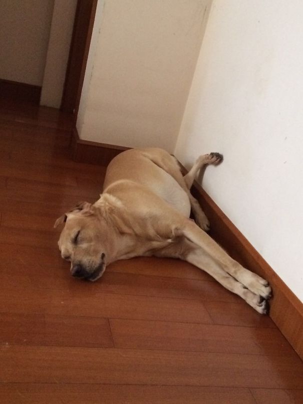 Most Times He Crosses The Front Legs...but Today This Happened.