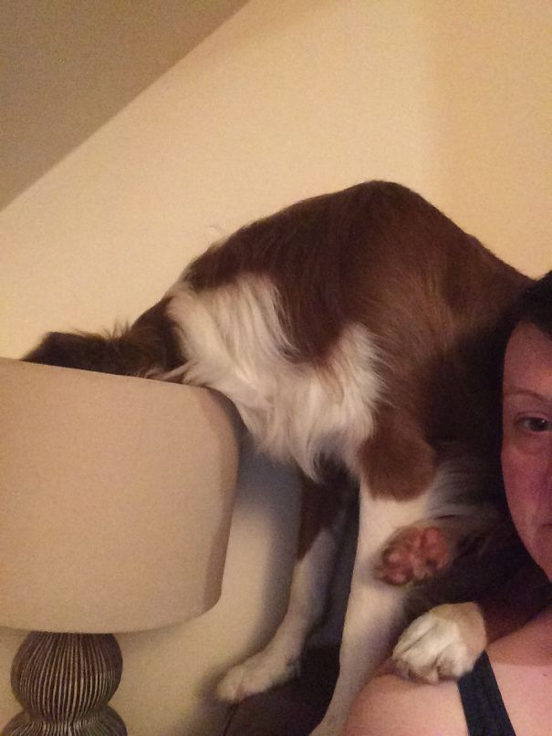 Bob In His Typical Resting Position, Sitting On My Shoulder With His Head In The Lamp