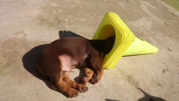 We Adopted Fry Last Year, He Used To Sleep Like This At The Shelter