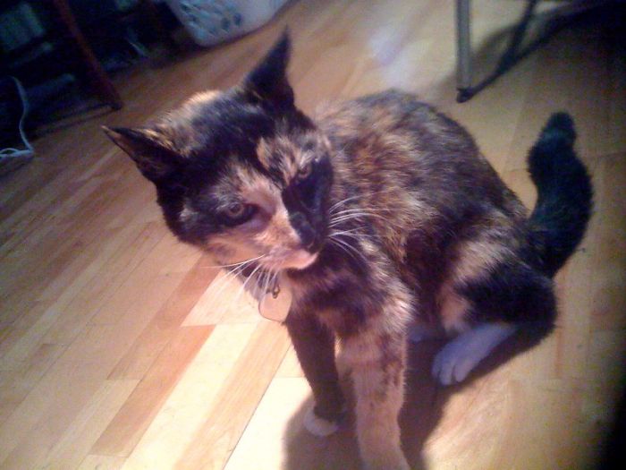 I Make Paper Mache Replicas Of Animals For My Friends Whose Pets Have Passed.