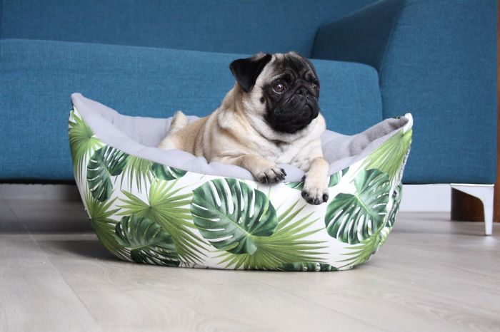 These Two Pugs Have The Hardest Job...