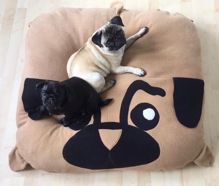 These Two Pugs Have The Hardest Job...