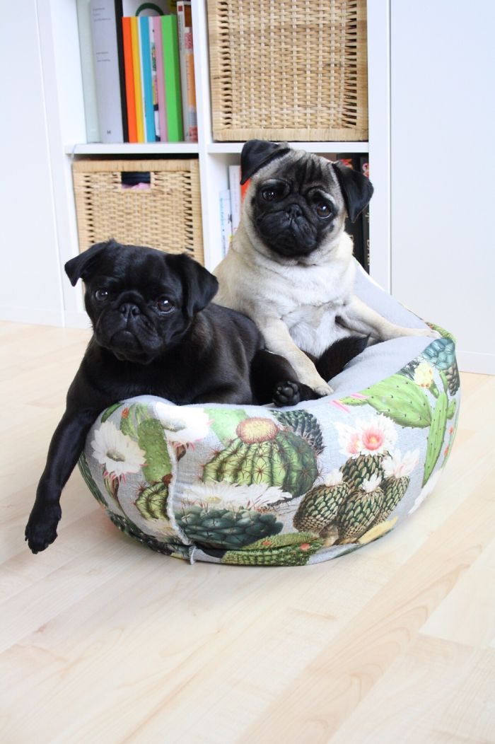 These Two Pugs Have The Hardest Job...