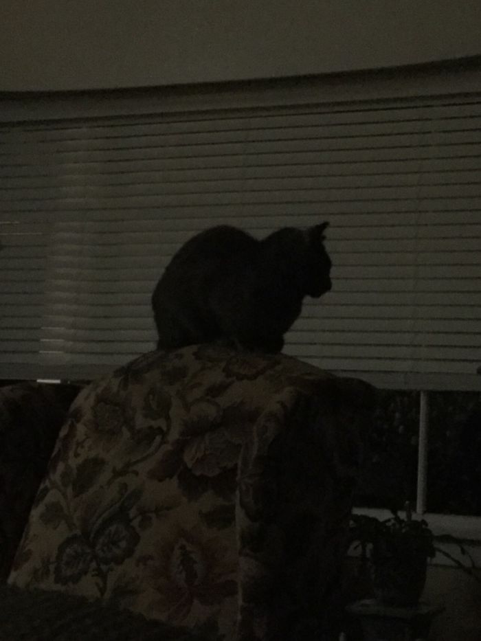 It's Like He's On Pride Rock