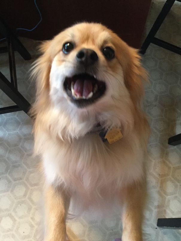 One Of Our Dogs Will Stretch On You And Will Lock Anything1