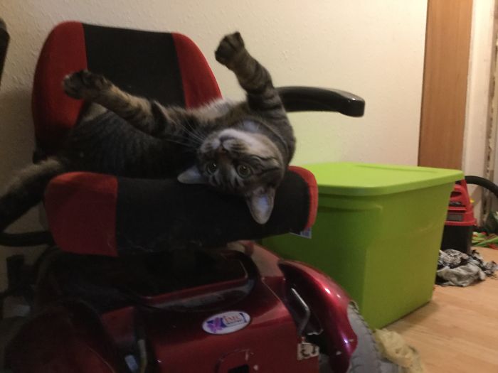 How My Cat Normally Sleeps