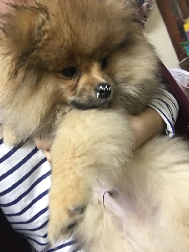 My Pom Ate Cat Litter!