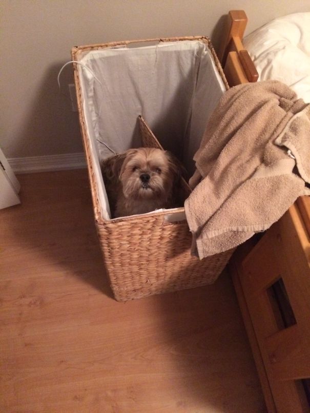 I Heard Scratching And Found My Dog Stuck In The Hamper..