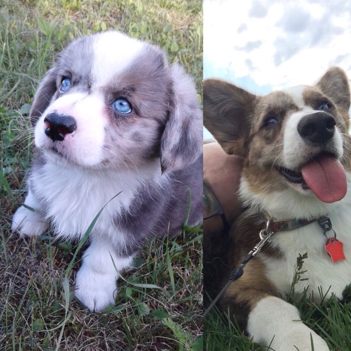 8 Weeks Vs 11 Months. My Pupper Is Always My Baby.