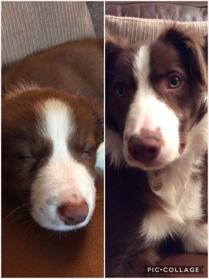 Bob, My Lovely Red Collie From The Day We Brought Him Home And Again At 18 Months Old