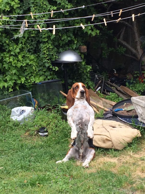 Charles, My Meerdog.